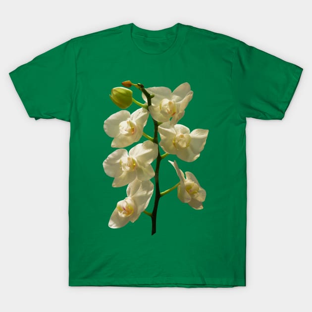 Orchids - Dainty White Orchids T-Shirt by SusanSavad